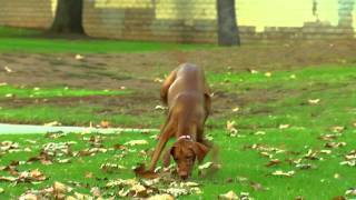 The Vizsla Healthy Pet Best of Breeds [upl. by Yelyr]