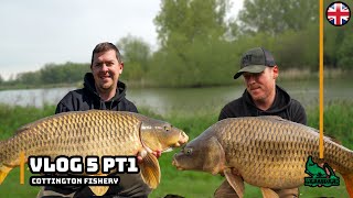 Cottington Lakes  New Pepper  Carp Fishing  Chasing the 40lb Carp SOCIAL [upl. by Hennebery30]