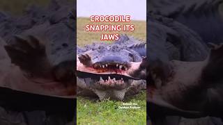 A closeup of a crocodile snapping its jaws shorts crocodile [upl. by Namyl]