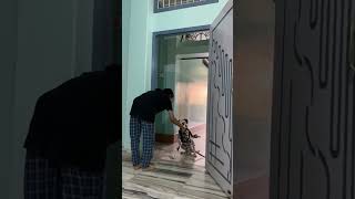 Dalmatian dog basic training video 😍🔥 cutedog dalmatian [upl. by Jillene]