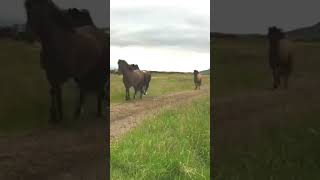 Thunderous Sounds Of Icelandic Hooves  🇮🇸 🐴 iceland horses [upl. by Giarg]