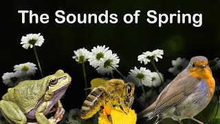 Can you guess THE SOUNDS OF SPRING [upl. by Andrade]