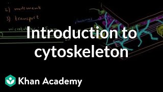 Introduction to cytoskeleton  Cells  MCAT  Khan Academy [upl. by Ellezig408]