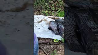 Sunday Fishing Taste Fish Love to eatfishing fishingvideo diwali baby fish fishfry [upl. by Jarek]