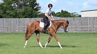 Mito 3 yr old ottb gelding [upl. by Arretak]