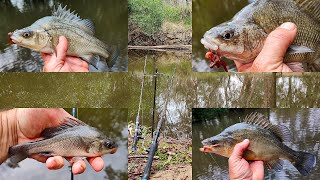 Amazing Fishing Macquarie perch Golden Perch Yellowbelly And More [upl. by Mickie]