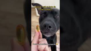 Ômega 3 Organnact para Cachorros 💛🐟 cachorro pitbull cachorrinho doguinho omega3 cachorros [upl. by Ashraf257]