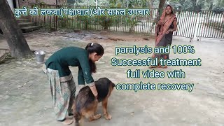 Paralysis in dog and successful treatment  paralysis video with full recovery DrAlokVetClub [upl. by Atekin]