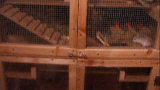 Homemade Hamster Cage [upl. by Lazare]