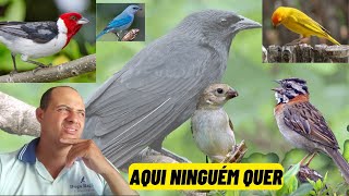 4 Pássaros que ninguém quer criar mais aqui na minha região PARTE 2 [upl. by Frech]