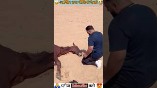 😱😱 इस बन्दे ने Horse को बचा लिया 🐎🐴 horse horselover shortsvideo viral gedget shorts [upl. by Mazurek]