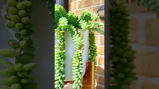 Burros Tail Plant [upl. by Cristobal]