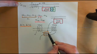 Cyclic AMP Signalling Part 12 [upl. by Onia462]