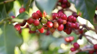 Coffee beans from SW Chinas Yunnan gain popularity in supply chains [upl. by Button]