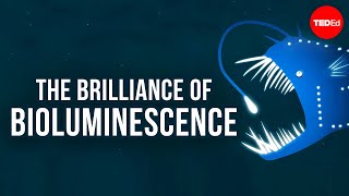 The brilliance of bioluminescence  Leslie Kenna [upl. by Noxid]