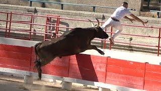 BEAUCAIRE27062024Taureaux JeunesCourse Camarguaise [upl. by Elttil]