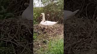 Bluebell Lakes  swan nesting 🪆 [upl. by Frodine]