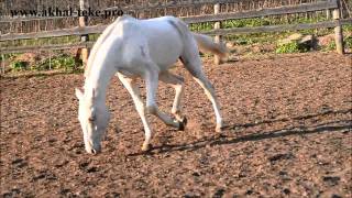 Akhalteke stallion Tesla  For sale [upl. by Beora]