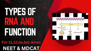 types of rna and their functions  types of rna biochemistry  mrna trna and rrna [upl. by Flss]