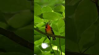 Beautiful Blackburnian Warbler Setophaga fusca during the summer birds birding wildlife nature [upl. by Zins726]