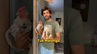 Tuk Malanga 🐓 P1 shorts youtubeshorts shortvideo viral aseel petcare [upl. by Einwahr]