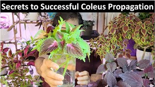 Easy Coleus Propagation Methods from Cuttings Leaves and Seeds [upl. by Valerio]