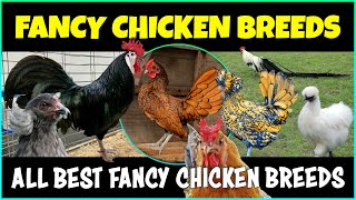 Best Fancy Chicken Breeds  Fancy Chicken Farming [upl. by Mcclelland85]