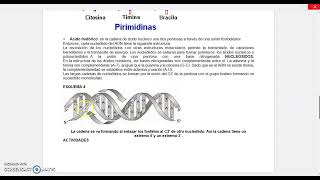 GUÍA ESTRUCTURA DE LOS ÁCIDOS NUCLEICOS [upl. by Jamie]