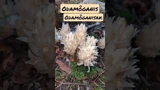 How to Say Ghost Plant Indian Pipe or Monotropa Plant Abenaki Language ôdamô wabanaki abenaki [upl. by Maxi]