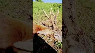 Kapitaler Rehbock roedeer hunting huntinginromania jagen rehwild rehbockjagd chasse deer [upl. by Arta20]