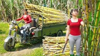 Harvesting Many Sugarcane Goes To Sell To Villagers  Farm Life  Tiểu Vân Daily Life [upl. by Sion11]