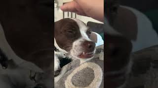 How many tapsfunny viralvideo cute dog fypシ゚ [upl. by Rakabuba373]