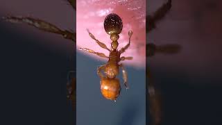 insects biology science comedy beautifulbiology hymenoptera ants [upl. by Moss]