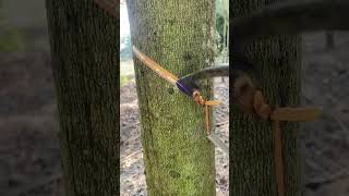 Working rubber tree🤠 rubberfarming satisfying rubberwood rubbertapping rubber rubbertree [upl. by Adria]