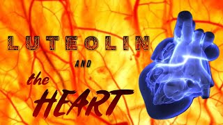 Luteolin and the Heart [upl. by Ilenna]