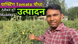 Grafting Tomato Plants Production In West Bengal [upl. by Ain]