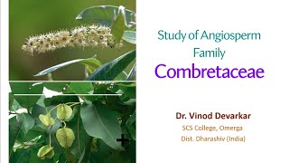 Study of Family Combretaceae by Dr V D Devarkar [upl. by Riki]