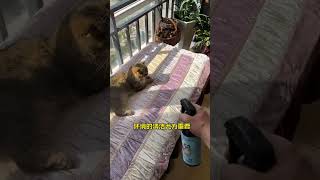 Cats and cat ringworms environment cleaning really can not be lazy cat guard to clean cat ringwo [upl. by Yelik985]