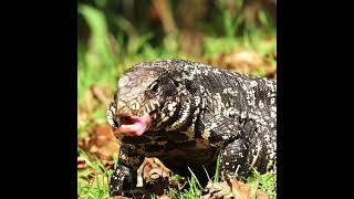 LAGARTO OVERO LENGUA BIFIDA reptiles reptile fauna nature naturaleza naturalezaargentina [upl. by Ahserkal]