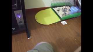 Hedgehog running REALLY fast around our apartment [upl. by Akinahc]