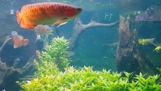 Large super red arowanas in mega tank [upl. by Herod]