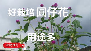 可觀賞可入藥的圓仔花（千日紅），用途多｜花朵開的份外燦爛， 也是夏季非常受歡迎的公園花朵 [upl. by Rebecka]