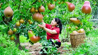 How to Harvest Pyrus Granulosa goes To Market Sell  Harvesting and Cooking Tieu Vy Daily Life [upl. by Gregrory]