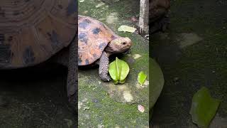 Tortoise eating a star fruit [upl. by Minny]