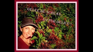 RECETTE GELÉE DE SUREAU  🍇🌿 [upl. by Annatnom515]