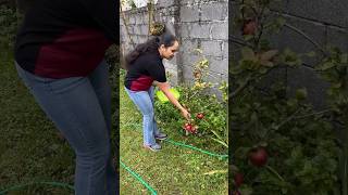 ഈ കുഞ്ഞി Apple മരം ഞങ്ങളെ ഞെട്ടിച്ചുIreland Malayalam vlogDay in my lifelife in Irelandshorts [upl. by Lyudmila565]