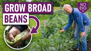 Growing Broad Beans A Complete Guide from Autumn to Spring Planting [upl. by Moriah]