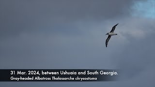 Grayheaded Albatross 2931 Mar 2023 between Ushuaia and South Georgia [upl. by Ardnahc]