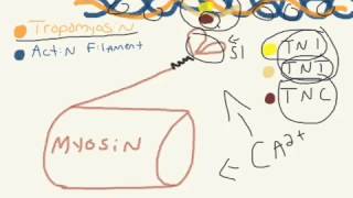 What is Troponin [upl. by Helas]