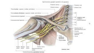 plexus brachialis [upl. by Odysseus]